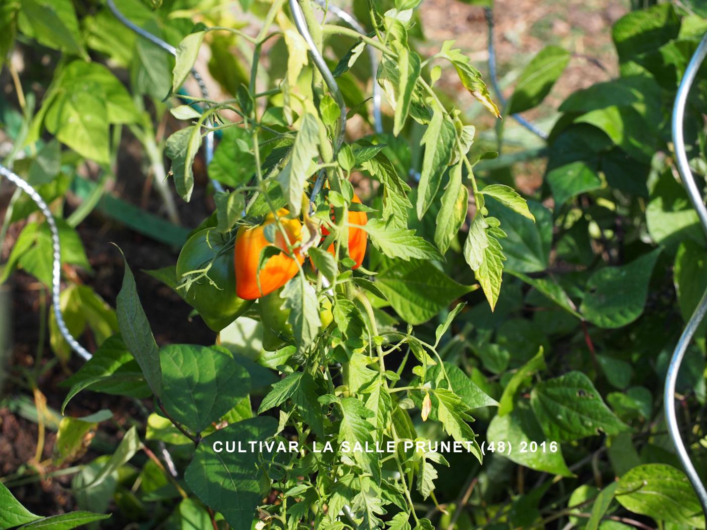 Tomato plant